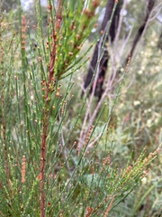 Allocasuarina monilifera