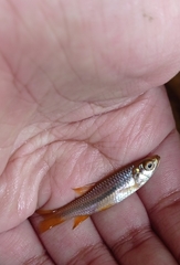 Rasbora dandia
