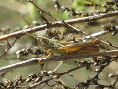 Euchorthippus chopardi