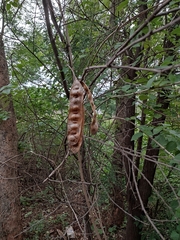 Mimosoideae