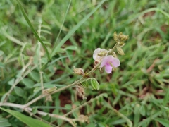 Abrus precatorius