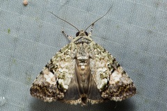 Blenina quinaria