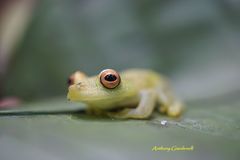 Boana cinerascens