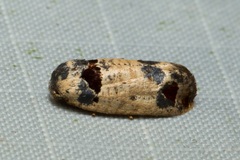 Terthreutis