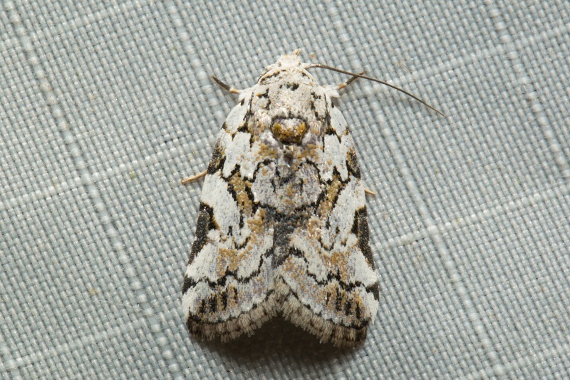 Characoma