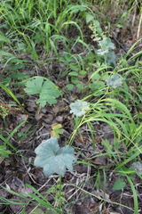 Alchemilla lindbergiana