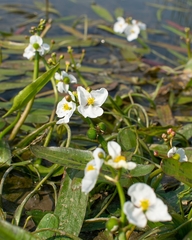 Sagittaria natans