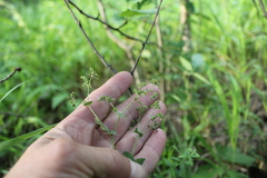 Alchemilla lindbergiana