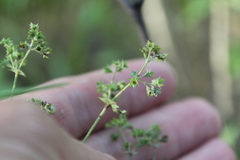Alchemilla lindbergiana