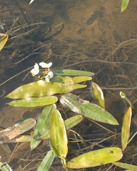 Sagittaria natans