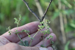 Alchemilla lindbergiana