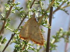 Udea institalis