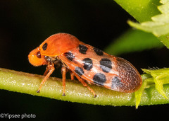 Cosmoscarta septempunctata