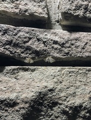 Parapoynx badiusalis