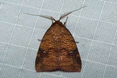 Gelastocera castanea