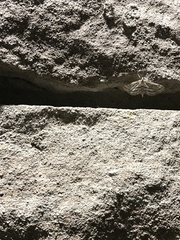 Parapoynx badiusalis