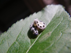 Macremphytus tarsatus