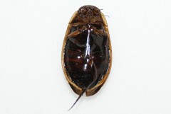 Dytiscus verticalis