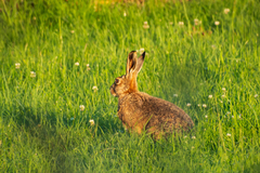 Lepus europaeus