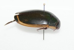 Dytiscus verticalis