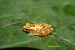 Dendropsophus miyatai