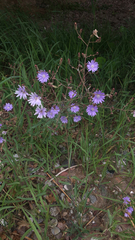 Lactuca tatarica