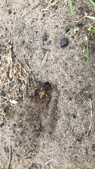 Philanthus triangulum