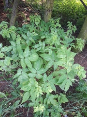 Erysiphe vanbruntiana