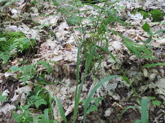Melica smithii