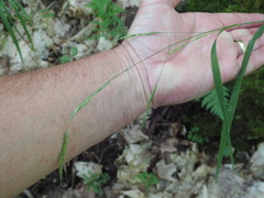 Melica smithii