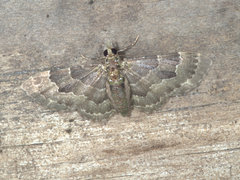 Antimimistis attenuata