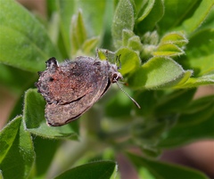 Callophrys irus