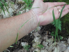 Melica smithii
