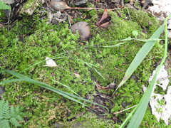 Melica smithii