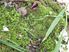 Melica smithii