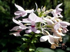 Calanthe dominyi