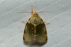 Lasiolopha saturata