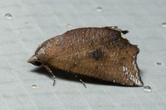 Pterogonia nubes
