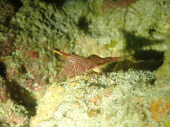 Rhynchocinetes australis