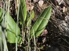 Salvia pentstemonoides