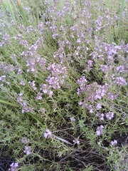 Thymus pallasianus