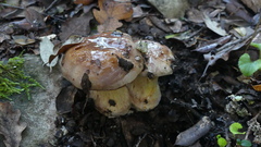 Cortinarius xanthophyllus