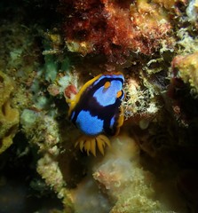Chromodoris westraliensis