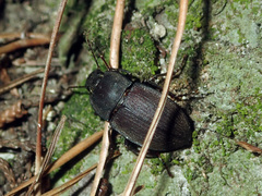 Mimopeus opaculus