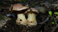 Cortinarius xanthophyllus