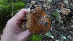 Cortinarius xanthophyllus