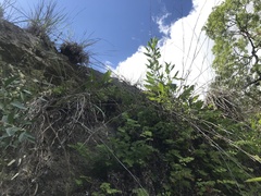 Salvia pentstemonoides