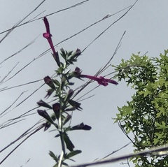 Salvia pentstemonoides