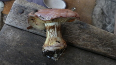Cortinarius xanthophyllus