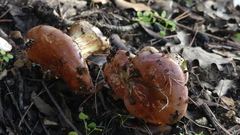 Cortinarius xanthophyllus